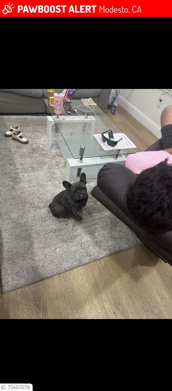 Lost Female Dog last seen Trudi way, Modesto, CA 95354
