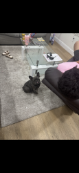 Lost Female Dog last seen Trudi way, Modesto, CA 95354