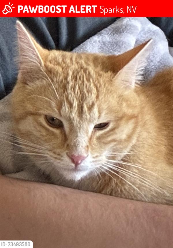 Lost Male Cat last seen Montezuma way, Sparks, NV 89434