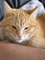 Lost Male Cat last seen Montezuma way, Sparks, NV 89434