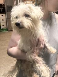 Reunited Male Dog last seen Near W Longview Dr, Woodbridge, VA 22191, USA, Woodbridge, VA 22191