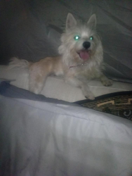 Lost Male Dog last seen Extra Space Storage (College St & Alahambra), Los Angeles, CA 90012