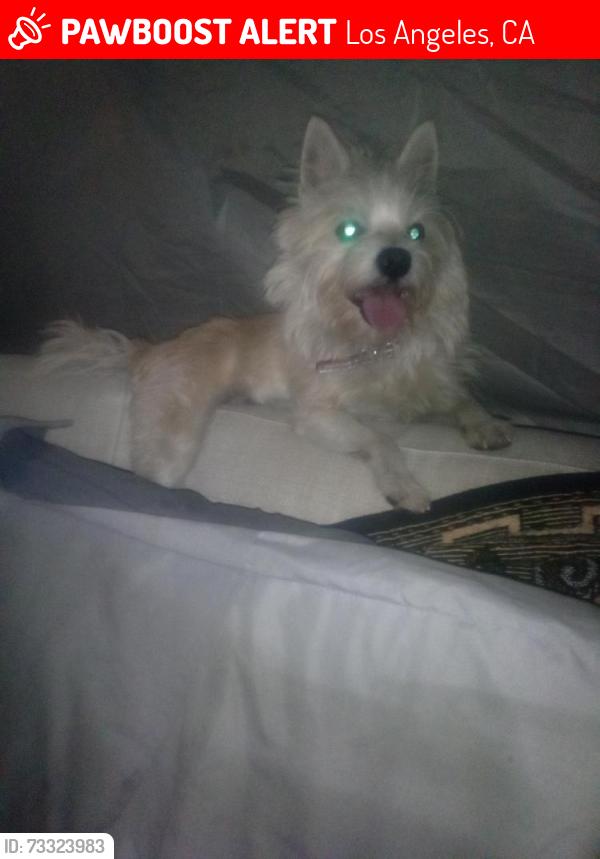 Lost Male Dog last seen Extra Space Storage (College St & Alahambra), Los Angeles, CA 90012