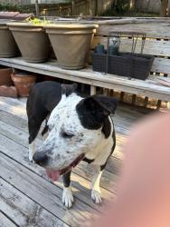 Reunited Male Dog last seen Quarry rd next to highway, Blue Springs, MO 64015
