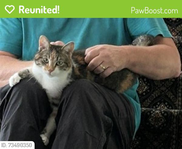 Reunited Female Cat last seen Preston Ct & Pembroke Dr, Lincolnshire, IL 60045