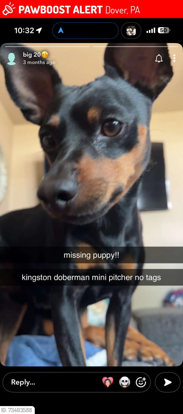 Lost Male Dog last seen he got out of the gate at 3145 muirfield rd., Dover, PA 17315