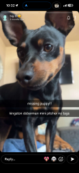 Lost Male Dog last seen he got out of the gate at 3145 muirfield rd., Dover, PA 17315
