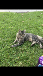 Reunited Male Cat last seen Broadway & S. Citron, Anaheim, CA 92805