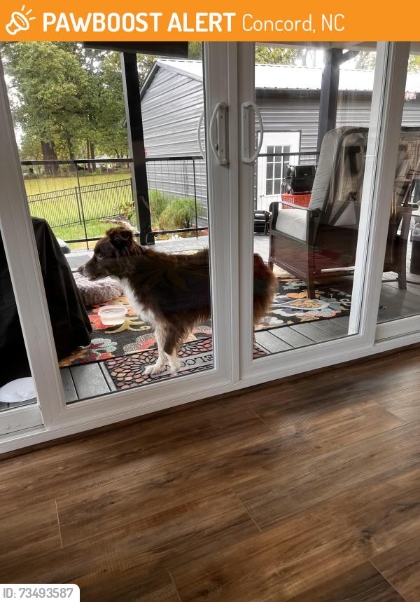 Found/Stray Female Dog last seen groff st/ poplar tent, Concord, NC 28027