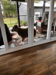 Found/Stray Female Dog last seen groff st/ poplar tent, Concord, NC 28027