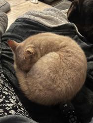 Lost Female Cat last seen Near Mayfields Way, South Kirkby, England WF9 3SH
