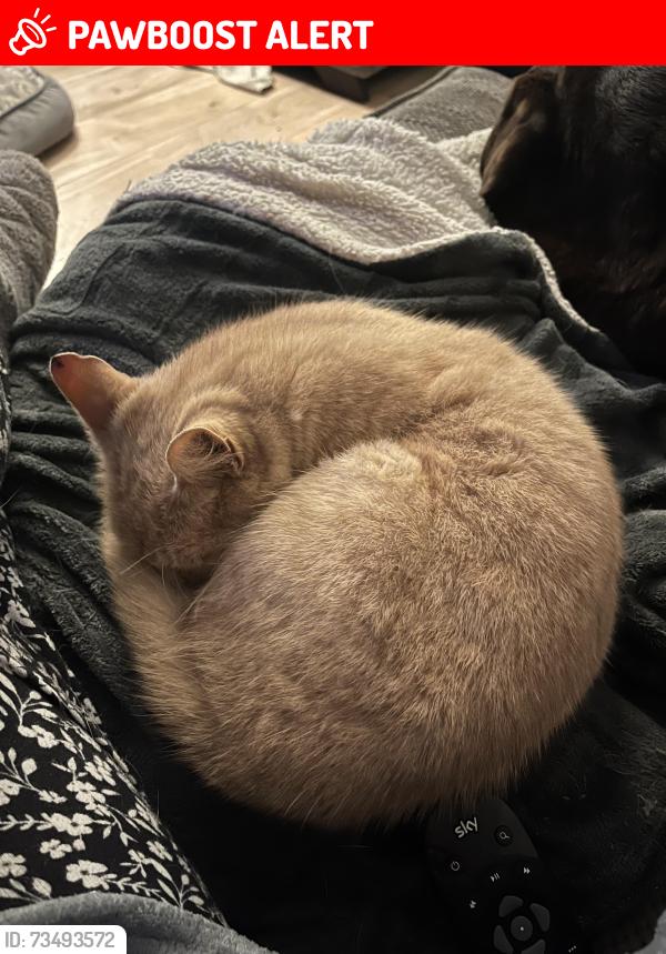 Lost Female Cat last seen Near Mayfields Way, South Kirkby, England WF9 3SH