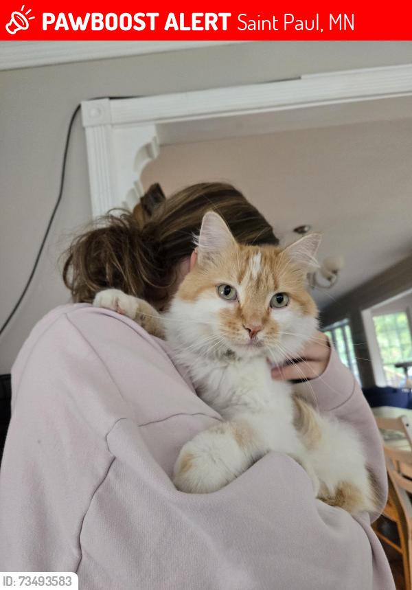 Lost Male Cat last seen Carver Ave, Saint Paul, MN 55119