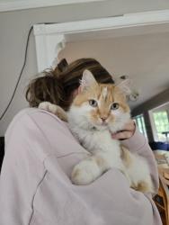 Lost Male Cat last seen Carver Ave, Saint Paul, MN 55119