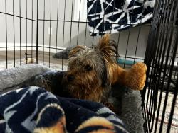 Reunited Unknown Dog last seen Near NW 4th ave, Battle Ground, WA 98604