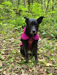 Reunited Female Dog last seen Gardenside, Lexington, KY 40504