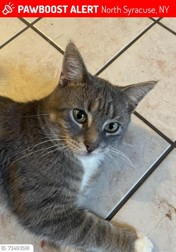 Lost Male Cat last seen citgo on gertrude street, North Syracuse, NY 13212