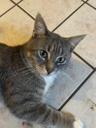 Lost Male Cat last seen citgo on gertrude street, North Syracuse, NY 13212