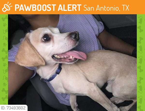 Found/Stray Male Dog last seen Richland hills and military intersection, San Antonio, TX 78245