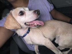 Found/Stray Male Dog last seen Richland hills and military intersection, San Antonio, TX 78245