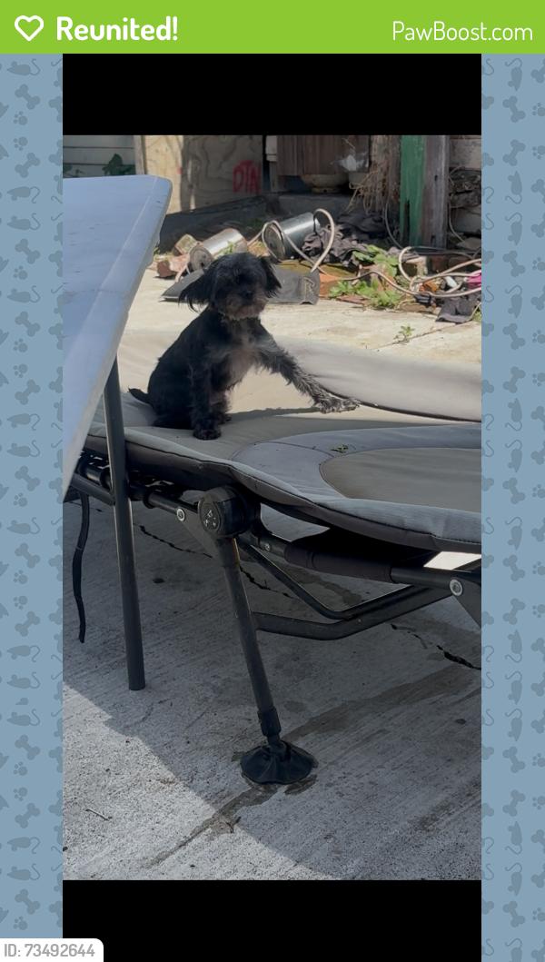 Reunited Female Dog last seen 10th Ave&E 24th, Oakland, CA 94606