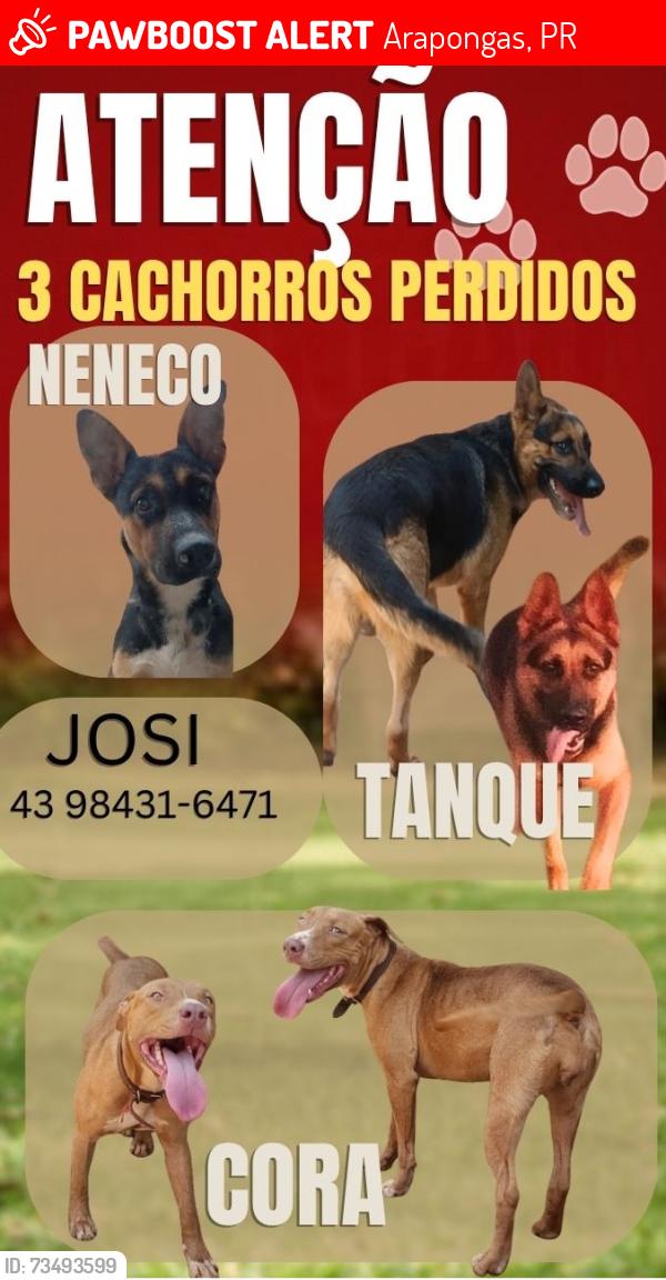 Lost Male Dog last seen Coruja de carapaça, Arapongas, PR 