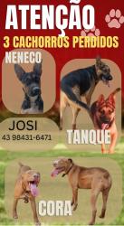 Lost Male Dog last seen Coruja de carapaça, Arapongas, PR 