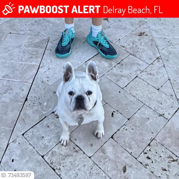 Lost Male Dog last seen Lake ida and rainburry blvd, Delray Beach, FL 33445