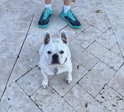 Lost Male Dog last seen Lake ida and rainburry blvd, Delray Beach, FL 33445