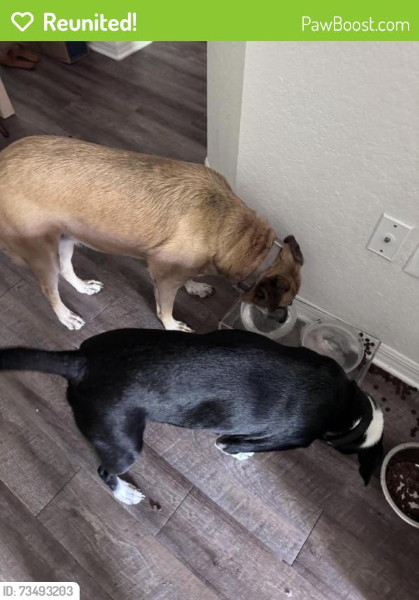 Reunited Female Dog last seen In Portofino Place apmts near building 17, West Palm Beach, FL 33409