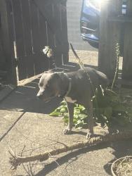 Found/Stray Male Dog last seen Noe Bixby & MajesticDe., Columbus, OH 43227