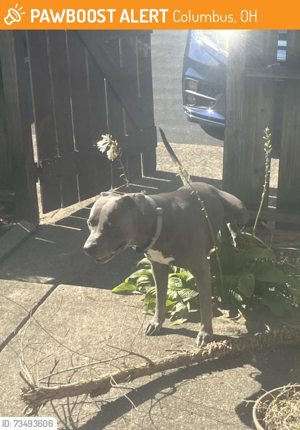 Found/Stray Male Dog last seen Noe Bixby & MajesticDe., Columbus, OH 43227