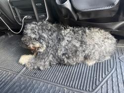 Found/Stray Unknown Dog last seen Ih-10 & Hildebrand, San Antonio, TX 78230