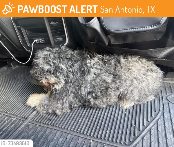 Found/Stray Unknown Dog last seen Ih-10 & Hildebrand, San Antonio, TX 78230