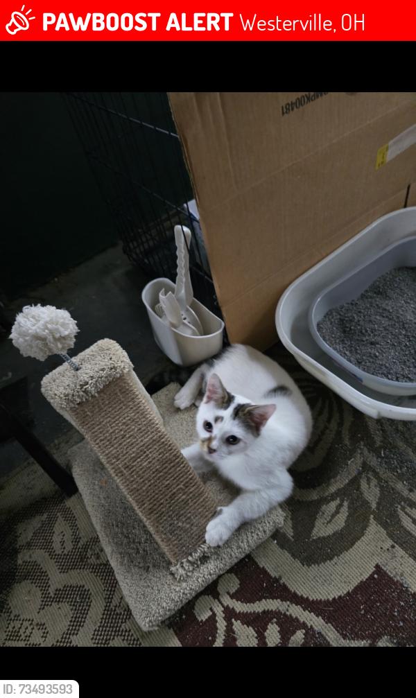 Lost Male Cat last seen Park Street and Circle Court, Westerville, OH 43081