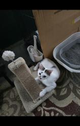 Lost Male Cat last seen Park Street and Circle Court, Westerville, OH 43081