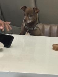 Reunited Female Dog last seen Hualapai and Cheyenne, Las Vegas, NV 89129