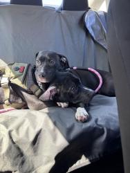 Found/Stray Female Dog last seen Near Waldo elementary, Hinesville, GA 31313