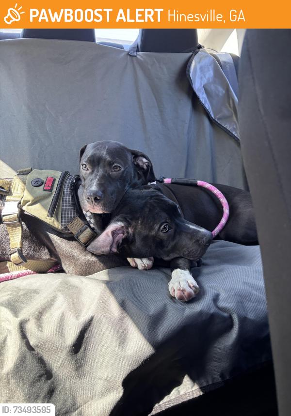 Found/Stray Female Dog last seen Near Waldo elementary, Hinesville, GA 31313