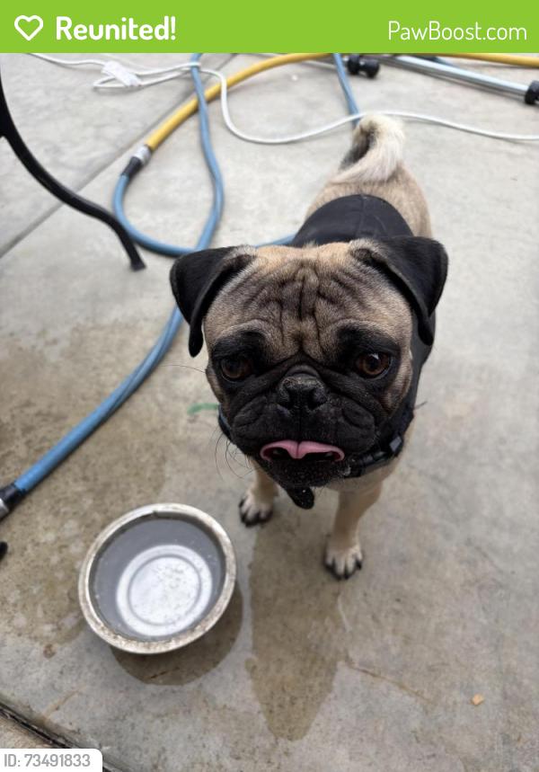 Reunited Male Dog last seen Devonshire, Hemet, CA 92544