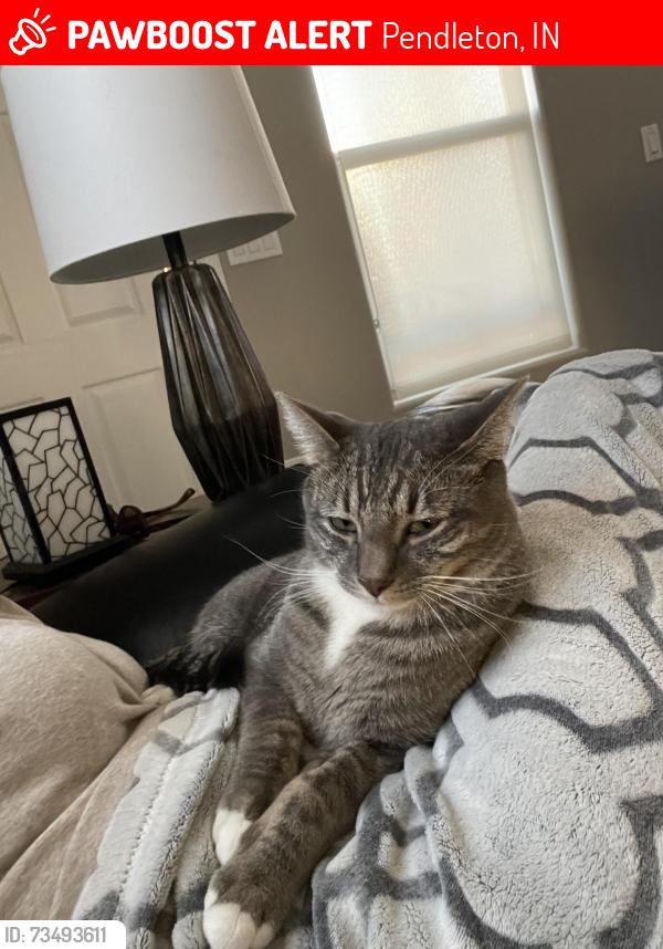 Lost Male Cat last seen Mystic Waters Campground- Bean field, Pendleton, IN 46064