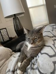 Lost Male Cat last seen Mystic Waters Campground- Bean field, Pendleton, IN 46064