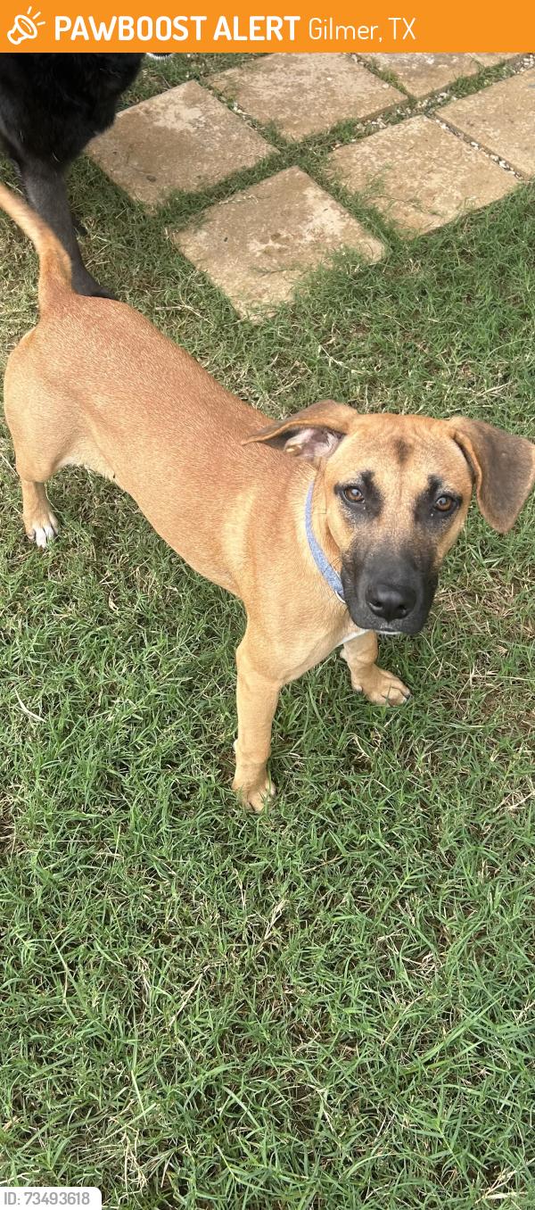 Found/Stray Female Dog last seen Off of 155 in Gilmer, Gilmer, TX 75644