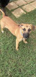Found/Stray Female Dog last seen Off of 155 in Gilmer, Gilmer, TX 75644