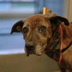Shelter Stray Female Dog last seen Near BLOCK W HART, 4710 TX-151, San Antonio, TX 78227, USA