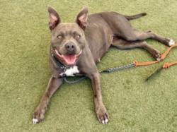 Shelter Stray Female Dog last seen , 11361 W Pico Blvd, Los Angeles, CA 90064, USA