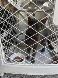 Shelter Stray Male Cat last seen , 4710 TX-151, San Antonio, TX 78227, USA