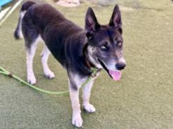 Shelter Stray Male Dog last seen , 11361 W Pico Blvd, Los Angeles, CA 90064, USA