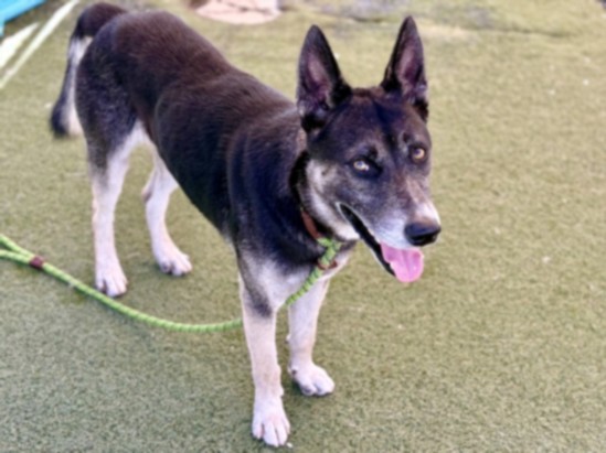 Shelter Stray Male Dog last seen , 11361 W Pico Blvd, Los Angeles, CA 90064, USA