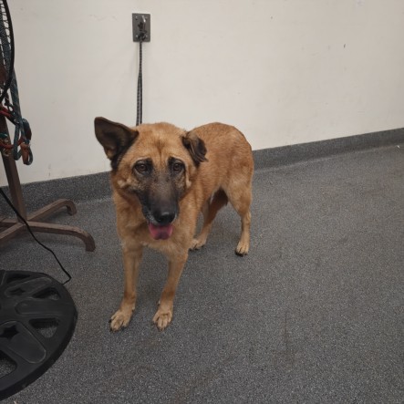 Shelter Stray Female Dog last seen , 3201 Lacy St, Los Angeles, CA 90031, USA